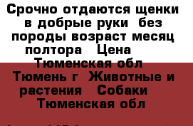 Срочно отдаются щенки в добрые руки, без породы возраст месяц полтора › Цена ­ 0 - Тюменская обл., Тюмень г. Животные и растения » Собаки   . Тюменская обл.